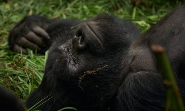 Gorilla Trekking in Rwanda - Africa Sustainable Journeys