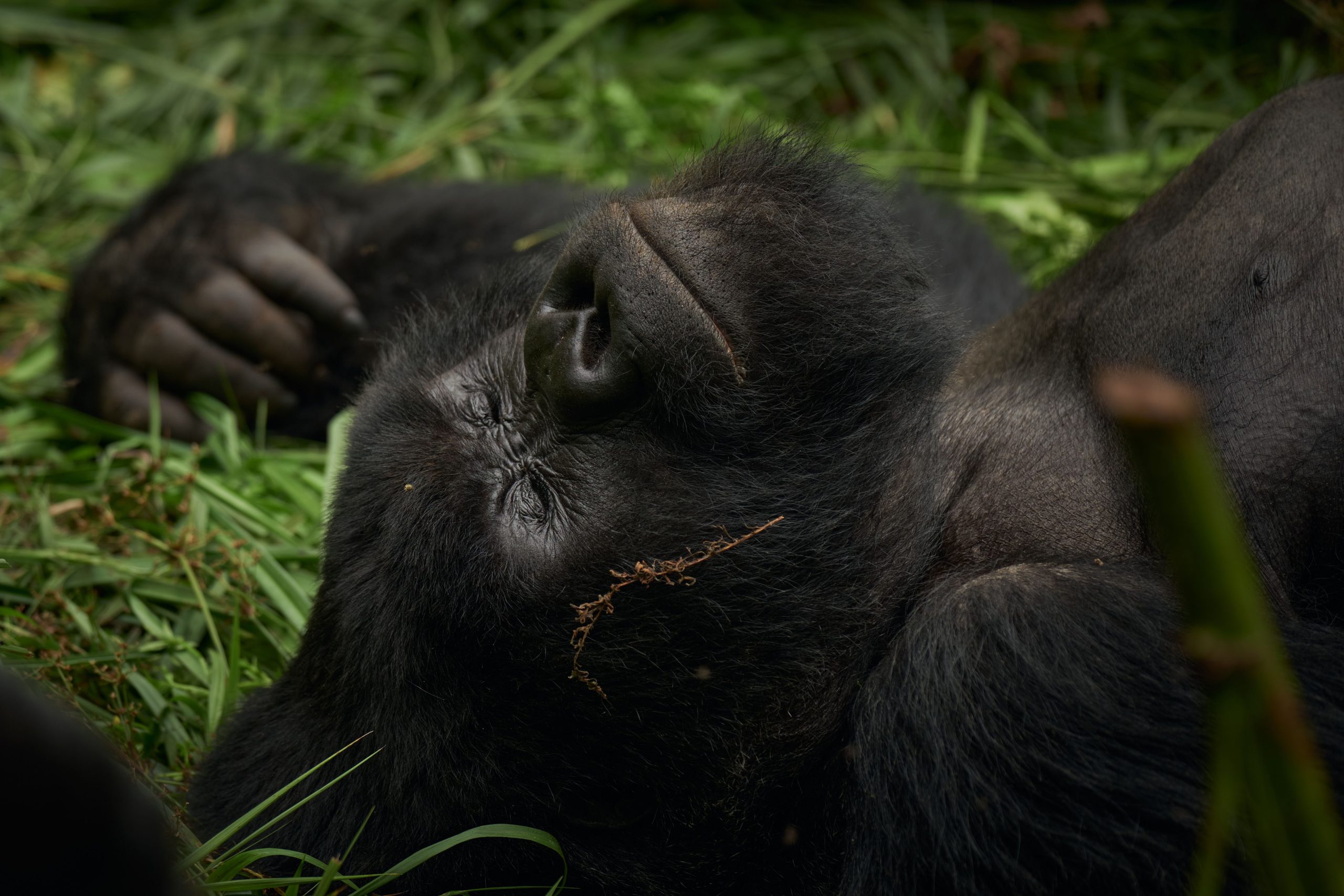 Gorilla Trekking in Rwanda - Africa Sustainable Journeys