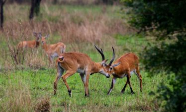 Uganda Kobs -Africa Sustainable Journeys