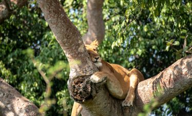 Tree Climbing Lions - Africa Sustainable Journeys