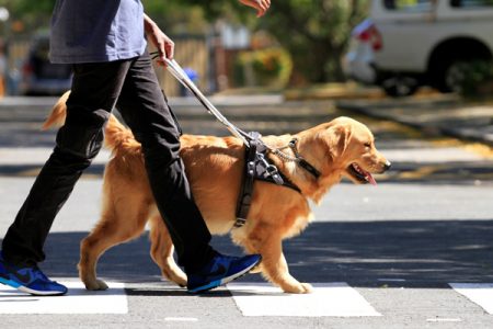 Dog friendly tours