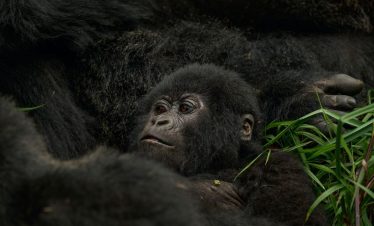 Gorilla Trekking in Uganda - Africa Sustainable Journeys