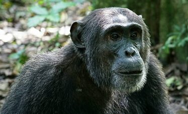 Kibale Chimpanzee tracking - Africa Sustainable Journeys