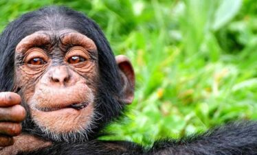 Uganda and Rwanda’s Wildlife Wonder 11 Days